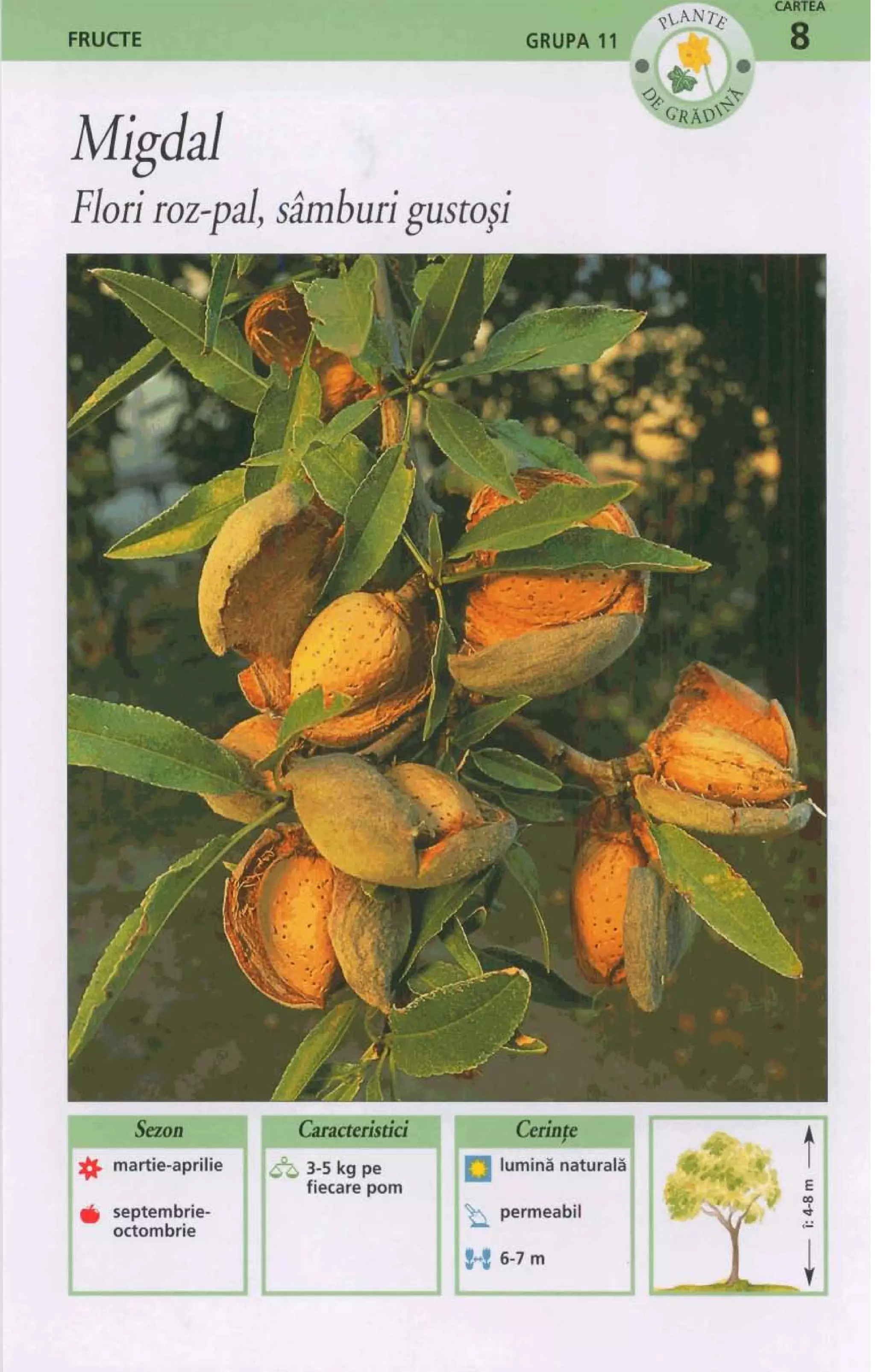 FRucTE GRupA',,(
Migdal
Floriroz-pal,s hburigusto$
 