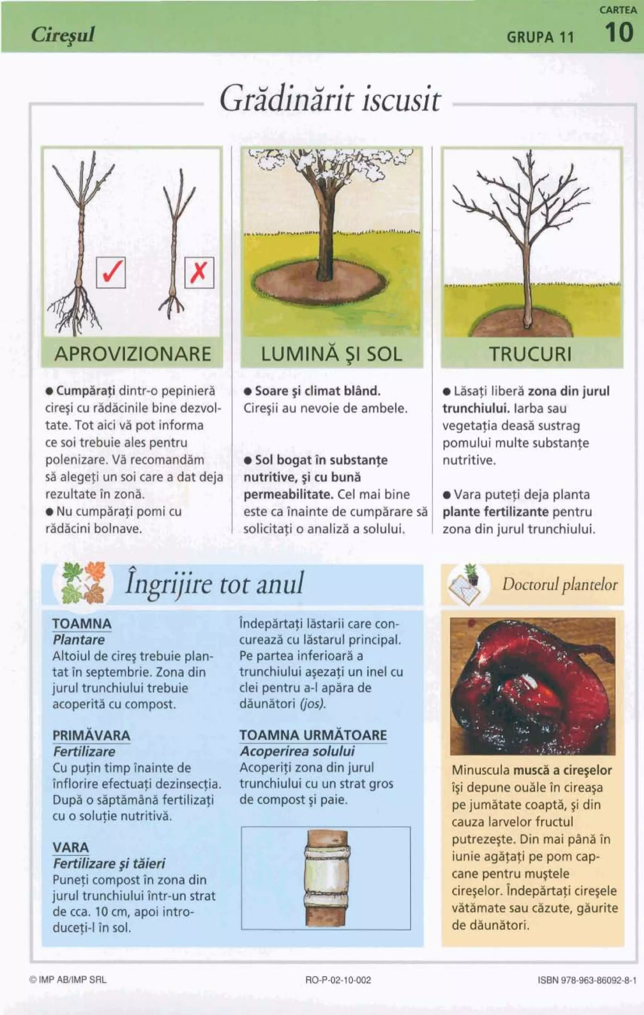 CARTEA
GRUPA 11 10
Gridiniritiscusit I
Curnpibatidintr-o pepinieri
cire~icu ridicinile binedezvol-
tate. Tot aici v i pot inforrna
ce soitrebuie ales pentru
polenizare.V i recomandirn
a i alegeti un soi carea dat deja
rezultateInzoni.
0 Nu curnpirafi pomicu
r W i n i UMM.
*$bare gi climat bl~nd.
C%egiiau nevoie de ambele.
Sol bogat 7n substante
nutritive, gi cu bun2
perrneabilitate. Cel mai bine
este ca inainte de cumpirare sii
mliEita$io malizil a solului.
tot anul- - -
lndepirtafi liistariicarecon-
cureazacu Iastarulprincipal.
Pe partea inferioaraa
trunchiuluiasezali un inel cu
clei pentrua-l aptira de
daunatori 00s).
TOAMNA URMATOARE
Acopeha solului
Cu pufin timplnainte de Acoperifi zona din jurul
tnflorire efectuafidezinseqia. trunchiuluicu un strat gros
Dupi o s~p~rnCtnifertilizafi de compost gi paie.
cu o solutie nutritivi.
VARA
Fertiliirregi Hieri
Punefi compost tn zona din
jurul trunchiuluiSntr-unstrat
de cca. 10cm, apoi intro-
, ducqi-l in sol.
tw-m A
L5sati liberi zona din jurul
trunchiului. larba sau
vegetafia deasi sustrag
pomului multe substante
nutritive.
Vara putefi deja planta
plante fertilizante pentru
-rnn5 din jurul trunchiului.
-1,Jlinuscula musda ciregelor
$i depuneouile in cireap
pejumatate coapti, si din
cauza larvelorfructul
putrezeste. Din mai p l n i In
iunieagifati pe porncap-
cane pentru muflele
cire~elor.Tndeplrtaticire~ele
vitimate sau clzute, giurite
de diuniitori.
!loctorulplan telor
1
I
D
ISBN978-W3g809291
 