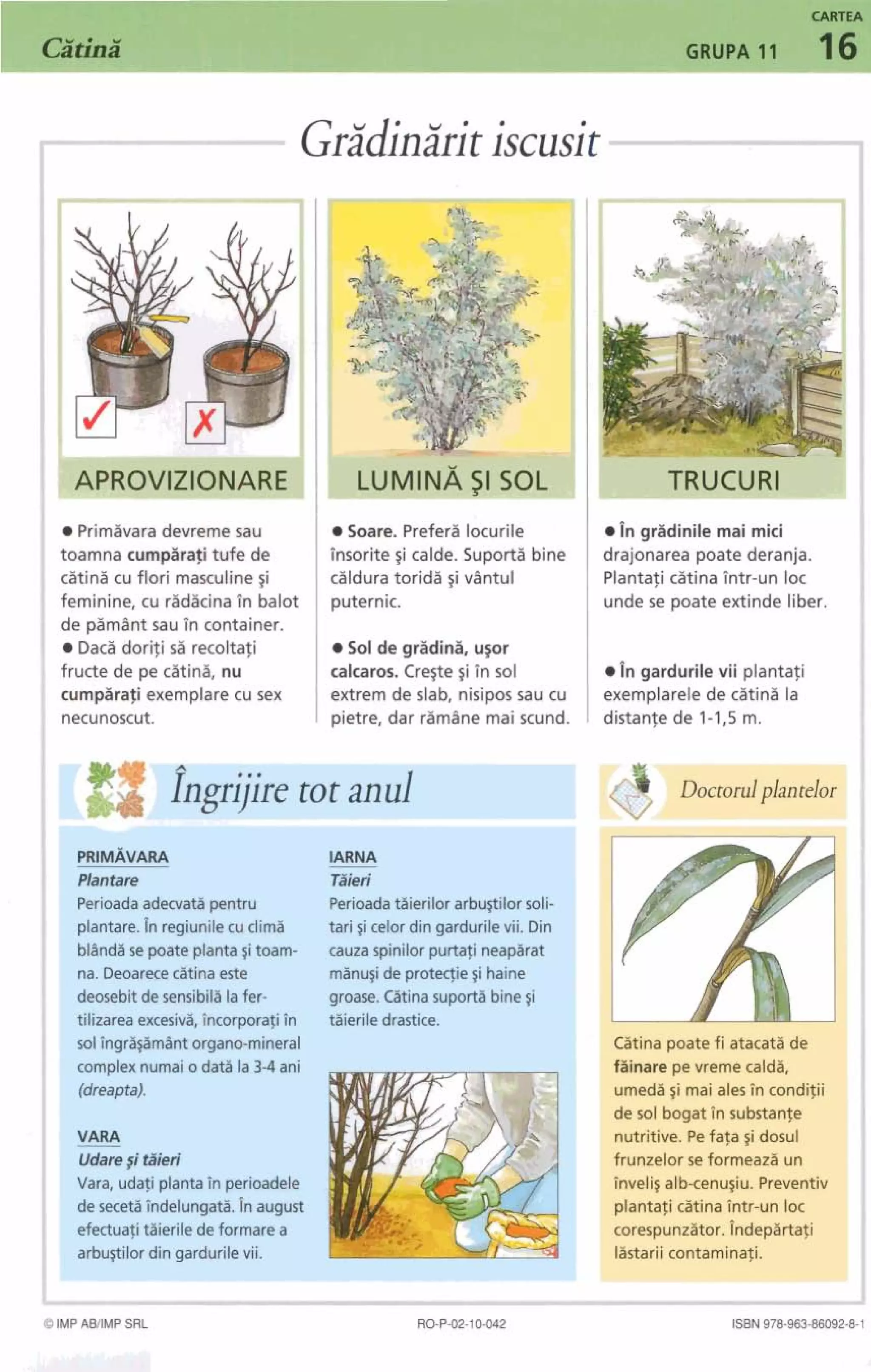 GrridinZritiscusit
Primavara devreme sau Soare. Prefer2 locurile i n grsdinile mai mici
toamna cumparafi tufe de Tnsorite ~i calde. Suporti bine drabnarea p a t e deranja.
citini cu flori masculine ~i dldura toridi ~ivlntul Plantafi dtina Intr-un loc
feminine, cu radicina in balot puternic. unde se p a t e extinde liber.
de p2mlnt sau Tn container.
0 Dace dorifi s i recoltafi Sol de gradini, usor
fructe de pe citini, nu calcaros. Crege $iTn sol I n gardurile vii plantafi
cumprafi exemplare cu sex extrem de slab, nisipossau cu exemplarele de citini la
necunosr..' pietre, dar r i m h e mai scund. distanle de 1-1,5 m.
fngry!lretot1 ~anul
PRIMAVARA IARNA
Plantare TiSied
Perioadaadecvat2 pentru Perioadataierilor arbugilor soli-
plantare.Inregiunilecu clima tari ~icelor din gardurilevii. Din
bldndl se poate planta~itoam- cauzaspinilorpurtafineaparat
na. Deoarececatinaeste manu$de protmie~ihaine
deosebit de sensibilllafer- groase. Gtinasuportabine~i
tilizareaexcesiva, incorporafi?n taieriledrastice.
sol ingragmlntorgano-mineral L ~ L I I I ~puatefi atacata de
complex numaio daa la 3-4ani fainare pe vreme calda,
(dreapta). umed2~imai ales in conditii
de sol bogatin substante
-
VARA nutritive. Pefafa ~idosul
Udaresi Sieri frunzelor se formeaza un
Vara, udafi plantain perioadele inveli~alb-cenu~iu.Preventiv
de secetgTndelungatB. h august plantafi catinaintr-un loc
efectuafitaieriledeformarea corespunzitor.fndepartafi
arbugilor din gardurilevii. lastariicontaminafi.
I
-8IMPABIMP SRL RO-P02-10-042 ISBN978-963-6809261
 