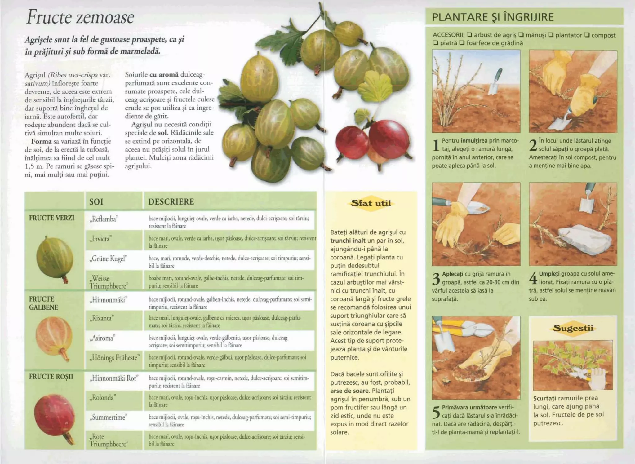 firucte zemoase
2nprqituripi subforma'de marmefa& _
Wpl (Riba urn-crispava
satbum)l d o ~ t ebarre
devrerne*de amea este extrem
de ~ensibilla Pnghqutileti21
da-supon5bine Inghepul de
iam5. Este autofertil,dar
rodqte abundent da&ise cul-
tiv5 simultan mdte soiuri.
Forma sa v a r d tn 'nncfle
de soi, de la ere@^% la tufoasii,
Insilflrneasa find de cel mult
1,5 rn. Pe rarnuri se @sac spi-
ni, mai mul@sau rnai pupni.
Soimile e91 aromii dulceag-
paxtbmad sunc excelentecon
-
sumatepraMpere, cele dul-
q-acripoare fihctele cdese 4
crude e pox utiliza gi ca ingn
dientede@tit.
Agriiul nu necesita.condigi
specialede sol.W i n i l e sale
se extind pe orizon&, de j
a- nu pr$i~isolulIn jurul
plantei. Mulcifiwna G&cin
agriplui.
PLANTARE $1 TNGRIJIRE
O piatri Dfoarfece de gridini
ir
ace mari,ovale,verdeca iarba,usor pkloase,dulce-acrifoare;soi tlniu; raisten~
I"'-
re
i&ban ~ ~ & d c a i & d d u l k ~ c m i F l i
rezistenrla hinare
Bateti alaturi de agri~ulcu
trunchi Pnalt un par in sol,
ajunggndu-i pdnl la
,,Griine Kugel" coroanl. Legafi plants cu
illa binare pufin dedesubtul
rarnificafiei trunchiului. in
cazul arbugilor rnai varst-
nici cu trunchi halt, cu
dinn &i" bace mijlocii, rmnd-ovale,galben-Inchis,nende,ddmg-+rnate; soisemi- coroana larga $ifruae grele
I, rim uriu,rezistenrla kinare se recornandl folosirea unui
, suport triunghiular care s l k
1PentruirtmukJim prin marco- On locul unde lastarulatiqe
taj, alegefio rarnuri lun$, 2mlul sitmio groapn p W .
pamniafn anul anterim, care sa Arn~tecatiInsol cornpest,pentru
p a t eapleca @n;i lad. a menfinemaibineapa.
Qxanta" bacernari,lunguief-ovale,galbeneca mierea,usor pkloase,dulceag-parfu-
mare:sni t3ni1l:r n i ~ r ~ n tla fiinare susfini coroana cu ~ipcile
- sale orizontale de legare.
bacernijlocii, lungu$-ovale,verde-gabeniu, uforpkloase, dulq- Acest tip de suport prote-
act- miaemitimpuriu;d b i lkttiinare ieaza ~ l a n t asi de vdnturile
ace mijlocii, rotund-ovale, verde+%lbui, upt &I-, ddce-padimare; soi puternice. " 1
ace mari,ovale, royu-inchis,u9or pisloase, dulce-acri~oare;soi rirziu; sensi-
:I I" &:-"-"
3
A p h f l cu grijl ramuraTn
4Umplajrigroapacusolulame
groap&,astfel ca 20-30 cm din liorat, Fixafi ramuracu o pia-
viirful acesteiad iaslila tra, astfelsolulse menfinefeavan
suprafafa. sub ea.
I I mpuriu, sens~b~lla &mare
mijlocii, mmd-aide,m p m i n , neradr,d&a+ soid d m -
Daci bacele sunt ofilite ~i
putrezsc, au fost, probabil
scurtafi ramurile prea
porn fructifer sau llnga un W m r a urm&wre wifi- lungi, care ajung plna
I zid estic, unde nu este ca$ dacl Ilstarul s-a Tnradaci- la sol. Fructele de pe sol
1 expus i n mod direct razelor
solare.
. .m
 