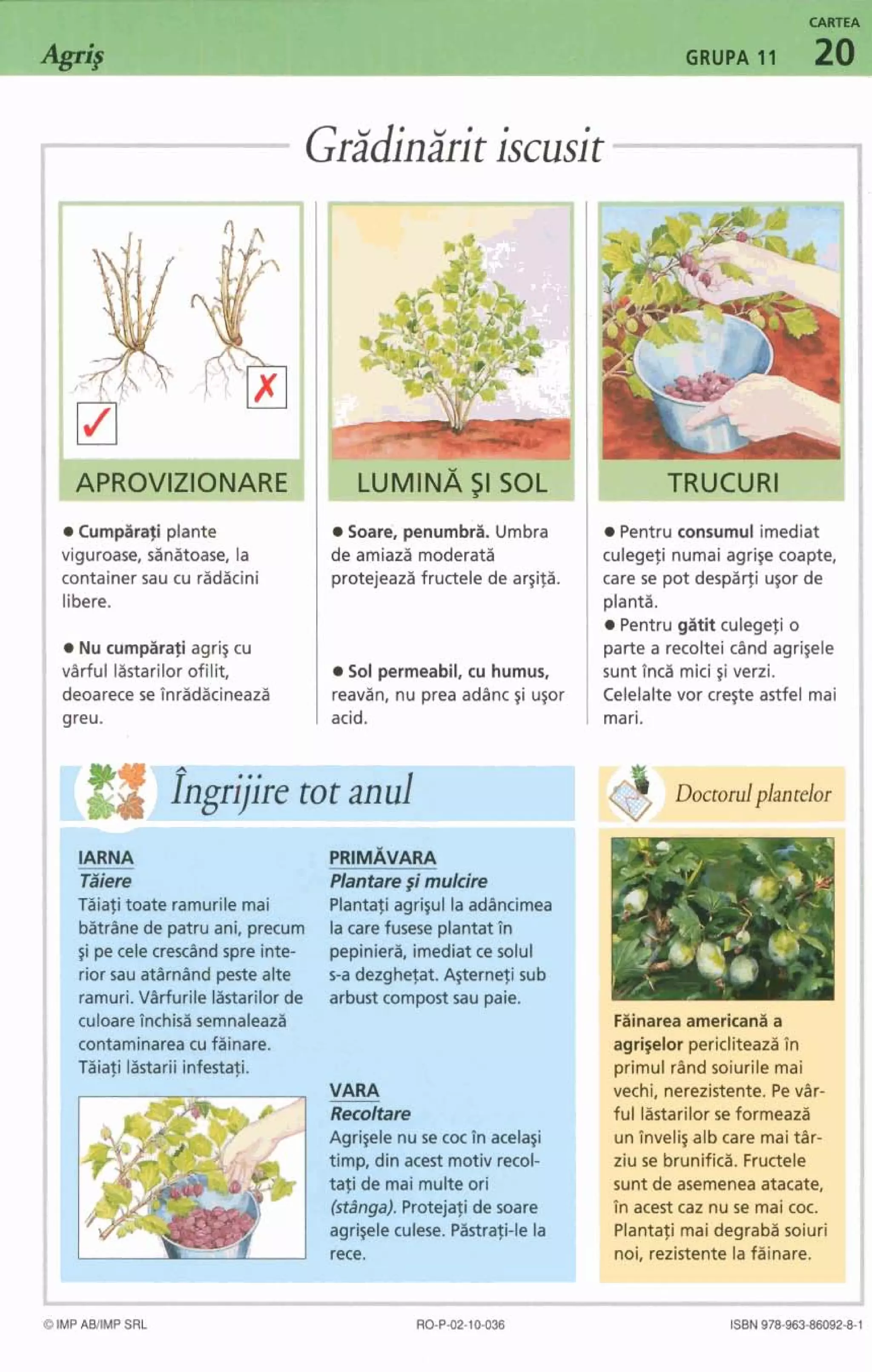 CARTEA
GRUPA 11 20
Gr;idin;irit iscusit
I
-
_ .
.Cu m*
vigummefdnbase, la
container sau cu rM&ini
libere.
Nudmp&@ agris cu
vatful ktarilor ofilit,
deoarece setnr]kl&cinerszl
greu.
a bare;penwnM. Umbra
de amiad moderatii
protejeazhfructele de aqifii.
8 Sol pmmahil, cu humus,
reavan, nu pregadbnc ~iu v r
acid.
Rntru consumul imediat
culegeti nurnai agrip coapte,
care se pot des@r$i qor de
planta.
Pentru@hitculegefio
parte a recoltei dnd agrisele
sunt Vnd mici gi ~ n i .
Celelattevor crwe astfel mai
mari.
-----
3octorulplantelor
IARNA PRI~VIAVARA
Tdiere Wantare$imulare
Tiiiafitoate ramurile mai Plantaliagriyl la adhncimea
b a r h e de patru ani, precum la carefusese plantat In
gi pe celecrexdnd spre inte- pepinierii, imediatce solul
rior sau atarnandpestealte s-a dezghefat. Agernqi sub
ramuri. VarFurile lastarilorde arbust compostsau paie.
culoareTnchisi4 semnaleazii
-1
Fainareaamericanaa
contaminareacu fainare. agrigelor pericliteazain
Tiiafi Iastariiinfestafi. ~rimulrand soiurilemai
V A M- iechi, nerezistente. Pevar-
Recoltare ful lastarilorse formeaza
Agrigele nuse coc In acelqi unInvelisalb care maithr-
1 timp, din acest motiv recol- ziu se brunifid. Fructele
tafi de mai multe ori iunt de asemeneaatacate,
(stanga).Protejafide soare in acest caz nuse mai coc.
agrigeleculese. Pastrati-lela Plantafi mai degraba soiuri
rece. noi, rezistente la fainare.
I
 