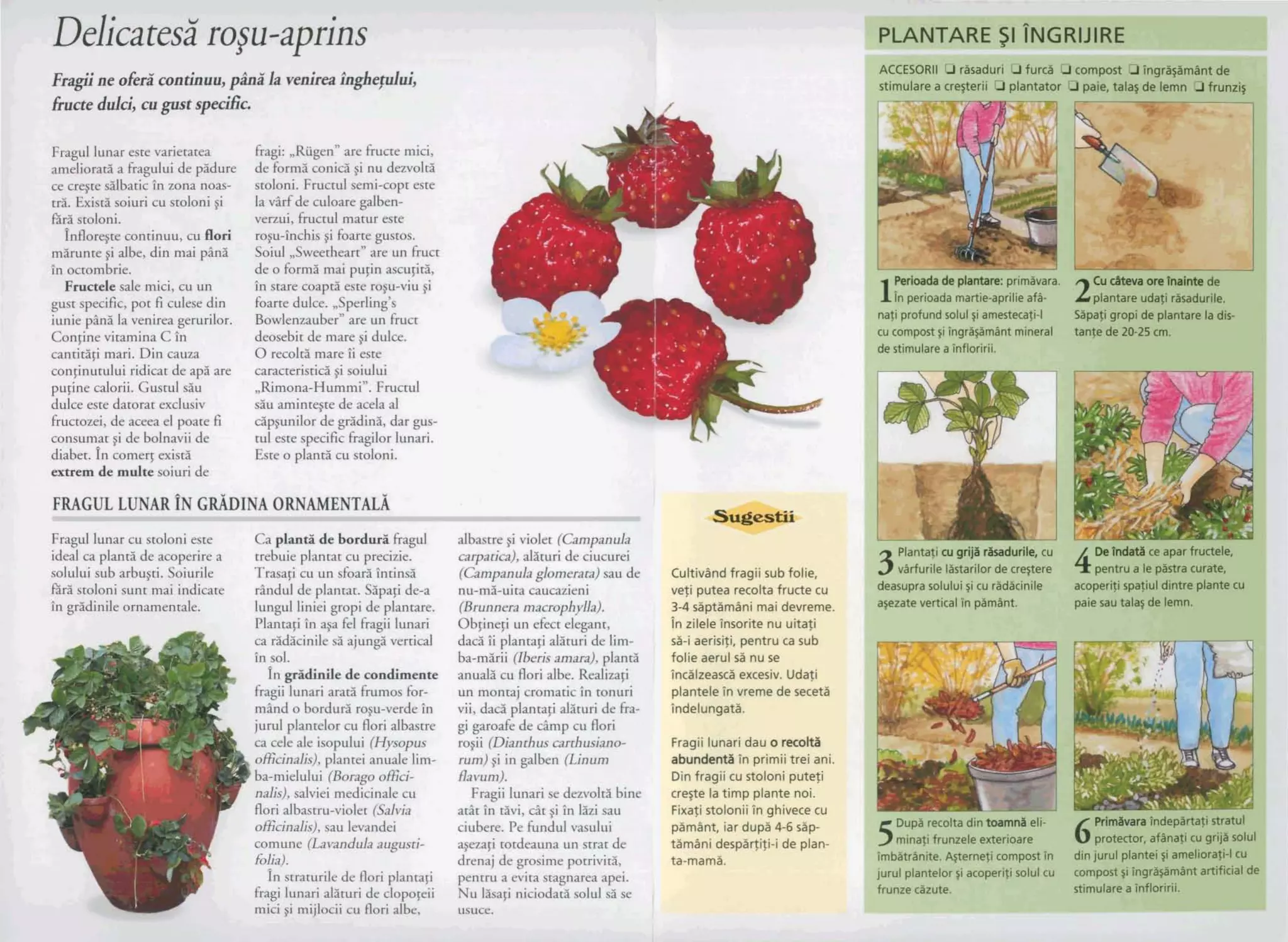 Delicatesa'ro;;u-aprins
Fragiine ofera'continuu,piha' la venireahghe,tului,
fiucte dulci, cugust specific.
r a.
...;; 1
Fragul lunar este varietatea fragi: ,Riigenn are fructe mic ,
ameliorati a fragului de paure de form5 conid ~inu dezvolta
ce crqte dbatic in zona noas- stoloni. Fructul semi-copt este
tri. Exist5soiuri cu stoloni gi la v5rf de culoare galben-
thii stoloni. veaui, fructul matur este
iunie pans la venirea gerurilor. Bowlenzaubernare un rConfinevitarnina C fn
cantitiji mari. Din cauza 0 recoltii mare ii este
purine calorii. Gustul siu Rimona-Hummi". Fructul
dulce este datorat exclusiv
diabet. fn comer5exist5
extrem de multe soiuri de
ideal ca pland de acoperire a trebuie plantar cu precizie. carpatica),algturi de ciucurei
solului sub arbwti. Soiurile Trasafi cu un sfoad intinsi (Campanulaglomerata)sau de Cuitfv%ndffagii sub Mk,
f&tistoloni sunt mai indicate rindul de plantat. Sipagi de-a nu-mi-uita caucazieni veli putea reda fwcte cu
in grainile ornamentale. lungul liniei gropi de plantare. (Brunneramacrophylla). 3-4sript%mani mai devreme
Plantaji in q a fel fragii lunari Objineji un efect elegant, Inzilele'insasfte nuu k a ~
ca radicinile s5 ajungii vertical d a ~Pi plantaji alituri de lim- s3-i aerisili.lpentru ca sub
in sol. ba-mPrii (Iberisamara),planti folie a w l nu s
fn gdidide de condimente anuak cu flori albe. Realizaji Tndlm& g ~ ~ ~ h r ,
fragii lunari arat5 frumos for- un montaj cromatic In tonuri planteleTnWem~db secet2
mind o bordud rogu-verde in vii, dad plantaji allturi de fra- TndelungaSi,
jurul plantelor cu flori albastre gi garoafe de d m p cu flori
ca cele ale isopului (Hysopus rogii (Dianthuscarrhusiano- Fragii lunafl dau6
officinalis),plantei anuale lim- rum)gi in galben (Linum
tlIsbunde* Inplimil miaf~
ba-rnielului (Boragoofici- flavum). Din fragfi cw &rdpubfi
nalis),salviei medicinale cu Fragii lunari se dezvolti bine crege la kimp plank mi.
flori albastru-violet (Safvia at2t in tivi, dt gi in Iki sau Fixayiaolonli Png~~ cu
oficinalis),sau levandei ciubere. Pe hndul vas~lllli ~3rnStn?~iar du@ 4=6&p-
cornune (Lavandulaaugusti- q m 5 i totdeauna un st tamdni despfitjitii-Ede plan-
folia). drenaj de grosime porriviti,
In straturile de flori plantagi pentru a evita stagnarea apei.
fragi lunari alituri de clopofeii Nu Baji niciodati solul s i se
mici si mijlacii cu flori albe, usuce.
PLANTARE 51 ~NGRIJIRE
ACCL-.Vvvnv -.n r U U v w u -8 - 8 - -- w t . y v a L -mImyme~mmmmII~
1 stimularea cregteril Dplantator Ppale, talal de lernn O frum&
Parlol-- Je plantare: prrmavara. Cu cAtevaorehinte de
1AIn perioada martie-aprilieafA- 2plantareudali risadurile.
nati profundsolul $1 amestecati-l SBpatigropide plantarela dis-
cu compostgi ingrhyimdntmineral tanfe de 20-25 cm.
de stimulareainfloririi.
3
Plantaticu grip4 rZiW~rille,cu
4DeIndatace aparfructele,
varfwrile lbtarilor de cre~tere pentrua le pistra curate,
deawprasalului fi cu radkinile acoperi.fispatiul dintre plantecu
apzate vertical in p2mht. paiesau tala$de lemn.
5Dupa recolta dintoam113eli-
6IWmSwmhdepZn;t-ati mm1
minagfrunzele exterioare protector, afthagcugr@wlul
TmMtrAnite. Agternei compost Tn dinjurul plantel~iameho~ra$blCU
jurul plantelor$iacoperifi solulcu comportti hgrB#n'tht mialdc
frunze cBzute. stimulareaTnflorirli.
 