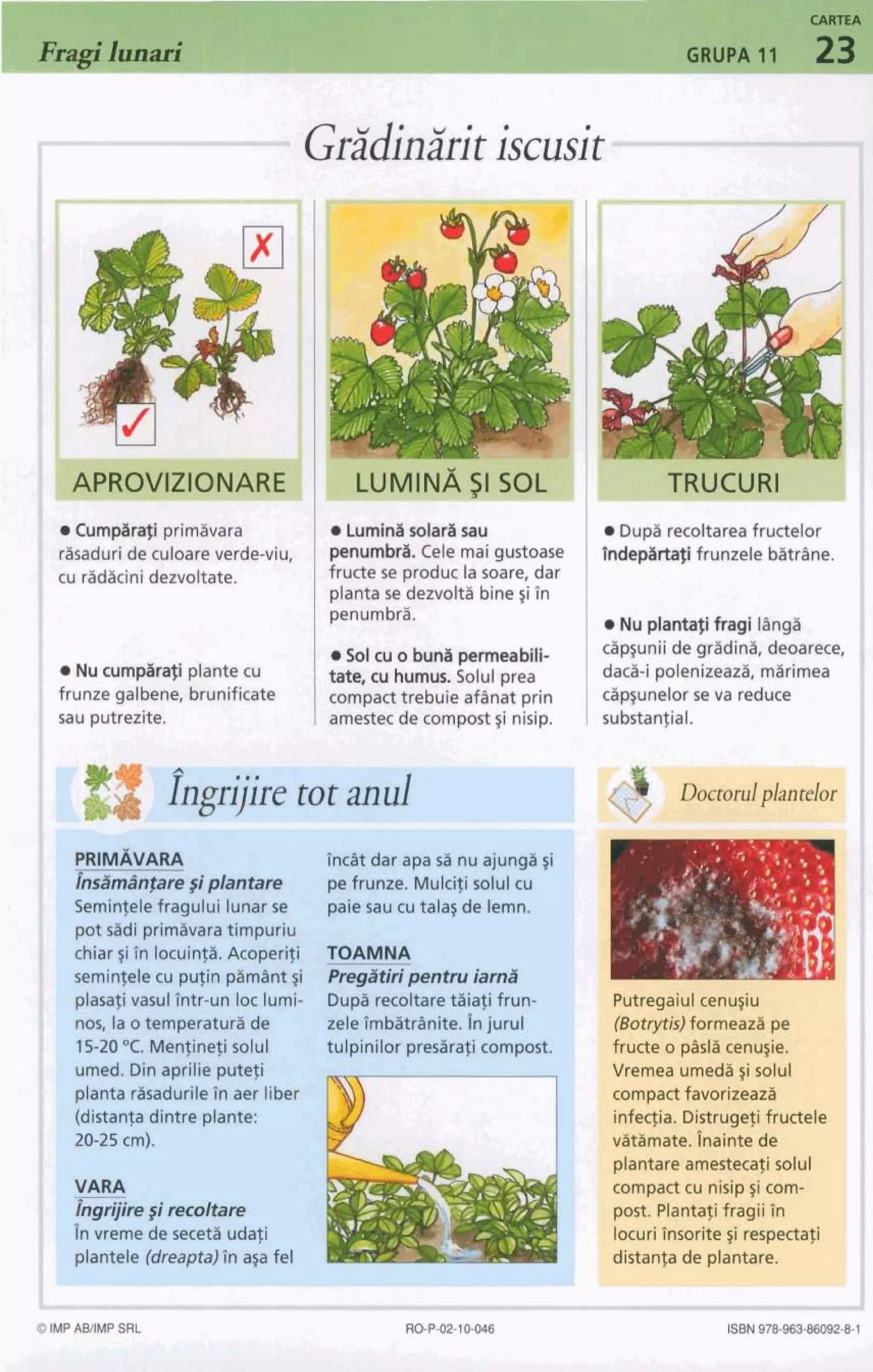 a Cumpikati primavara
I a Luminasolari d u
Pisaduri de culoare verde-viu, penumbra. Cele maigWOaM
eu radacinidezvoltate. fructe se produc la soare, dar
planta se dezvolta bine ~iin
penumbra.
a Sol cu o buna permeabili-
a Nucumpiirafi plante cu tate, cu humus. Solul prea
frunze galbene, brunificate compacttrebuie afinat prin
@uputrezit@. amestec de compost~inisip.
a Dupi recoltareafructelor
hdepirta$i frunzele batrim.
dp~unelorseva reduce
substantial.
PRIMAVARA
!ndm1n$are gi plantare
Seminfele fragului lunar se paiesau cutala$de lemn.
pot sidi primlvaratimpuriu
chiar #iin lacuinfa. Acoperifi TOAMNA
seminfele cu pufin @mint ~i PregItirlpentru iamri
plarafi vasulfntr-un 1oc lumi- Dupa recoltaretaiafi frun-
nos, la o temperatura de zele imbatranite. injurul
15-20OC. Menfinefi solul tulpinilor prerafi compost.
umed. Dinaprilie putefi - - -
planta rasadurilein aer liber
ddistanfa dintre plante:
20-25 cm).
I
Invreme de sec& udafi ,
1.1 plantele (dreapta)in a@fel
compactfavorizeaza
infecfia. Distrugefifructele
vitSmate. fnainte de
plantareamestecafi solul
compactcu nisip $icom-
post. Plantafi fragii in
locuriinsorite ~irespectafi
istanp de plantare.
'I -
1 -
fructe o pisla cenu~ie.
Vremea umed5 #isolul I-I
 