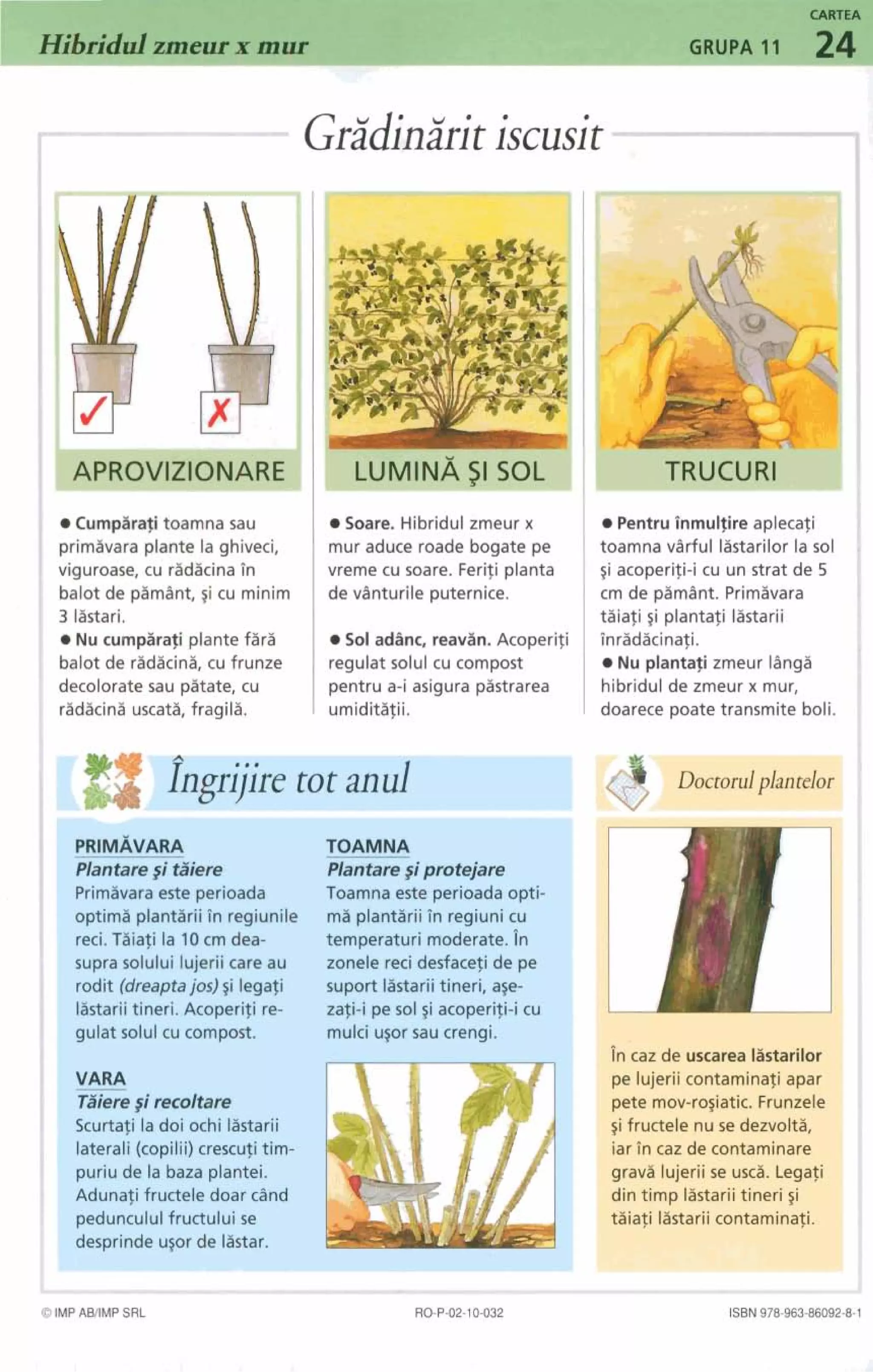 Hibridul zmeur x murr
Gricfiniritiscusit11
Cumpsrafi toamna sau
primavara plante la ghivecl,
wiguroase, cu ridacina Pn
balot & pimdnt, ~icu minim
3 lastari.
Nu cumparafi plante fira
balot de ridicini, cu frunze
decoloratesau pitate, cu
radicini uscata, fragila.
Soare. Hibridul imeur x
mur aduce roade bogate pe
vreme cu soare. Ferifi planta
de vlnturile puternice.
Sol adhnc, reavsn. Acoperifi
regulat solul cu compost
pentru a-i asigura pastrarea
umiditafii.
-[#]?ngr~ire tor anul
TOAMNA
Pentrutnmutflre aplecafi
toamna vdrful lastarilor la snl
~iacoperifi-icu un strat de 5
cm de pimlnt. Primivara
taiafi ri plantafi listarii
inradacinafi.
Nu plantafi zmeur ldngi
hibridul de zmeur x mur,
doarecepoate transmite boli.
Primivara este perioada
optima plantirii in regiunile
reci. Tiiafi la 10cm dea-
supra solului lujerii care au
rodit (dreapta jos) ~ilegafi
lastariitineri. Acoperifi re-
, gulat solul cu compost.
I
~curtatiladoi ochi listarii
laterali (copilii)crescufi tim-
puriu de la baza plantei.
I
Adunafi fructele doar cdnd
peduncululfructului se
desprinde uzor de listar.
Toamna este perioada opti-
ma plantirii in regiuni cu
temperaturi moderate.in
zonele reci desfacefi de pe
suport listarii tineri, ase-
zafi-i pe sol $iacoperifi-i cu
mulci usor sau crengi.
in car de uscarealaatarilor 1
pe lujerii contaminafi apar
Pete mov-ro~iatic.Frunzele
~ifructele nu se dezvolti,
iar in caz de contaminare
gravi lujerii se usca. Legafi
din timp listarii tineri ~i
taiafi lastariicontaminafi.
6IMPAMMP SRL
. - . ! -
ISBN978-963-86092-&t
.-4
 