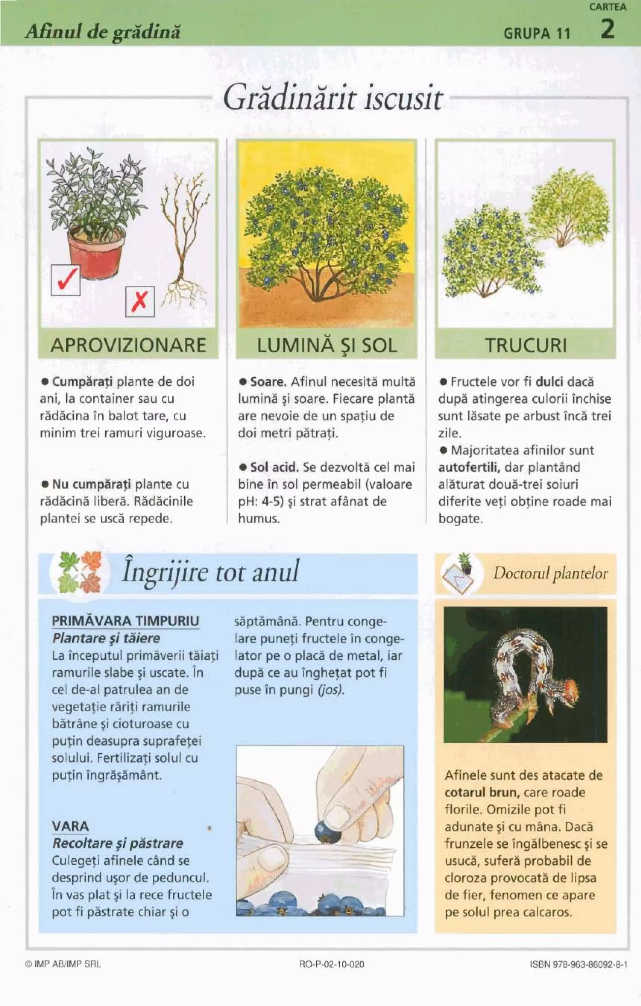 GRUPA 11 2
IGridingrit iscusit
LUMINA$1 SOL 11 TRUCURI
e Cumpgrafi plante de doi Soare. Afinul necesiti rnulti Fructelevor fi dulci dad
ani, la container sau cu lumini gi soare. Fiecareplant& dupi atingerea culorii Tnchise
ridicina tn balottare, cu are nevoie de un spafiu de sunt lisate pe arbustt n d trei
minim trei ramuriviguroase. doi metri p4trati. zile.
Majoritatea afinilor sunt
m Sd add. Se demolta cel mai autofertili, dar plantgnd
Nu cump&afi plante cu binetn sol permeabil (valoare alaturat doui-trei soiuri
rsdkini likri. Rcjdiciniie pH: 4-5) ~istrat afBnat de diferite veti obfine made mai
plantei se uxa repde. humus. bogate.
I I' ,-- --L I
[#I.-..,,. ingrijire tot a> UI - -.I-_ -.-
:IPRIMAVARATIMPURIU siptimini. Pentruconge-
Plantare$i taiere lare punefi fructele fn conge-
La inceputul primiveriitiiafi lator pe o placi de metal, iar
ramurileslabesi uscate. In dupi ce au hghefat pot fi
cel de-al patruleaan de puseR pungi 00s).
vegetafie rarifi ramurile
batrine ~icioturoase cu
pufin deasuprasuprafetei .
solului. Fertilizatisolul cu
pufin hgrisamint. Afinele sunt des atacatede
cotarul brun, care roade
florile. Omizile pot fi
VARA e adunate~icu mina. Daci
RecvEtaregi pastrare frunzele se ingilbenesc $ise
Culegetiafinelec%ndse usuci, suferi probabil de
desprind uror de peduncul. cloroza provocati de lipsa
Invas plat ~ila rece fructele de fier, fenomen ce apare
pot fi pistrate chiar ~io ( pe solul prea calcaros. 1O IMPAMMP SRL ISBN978-963-66092-8-1
 