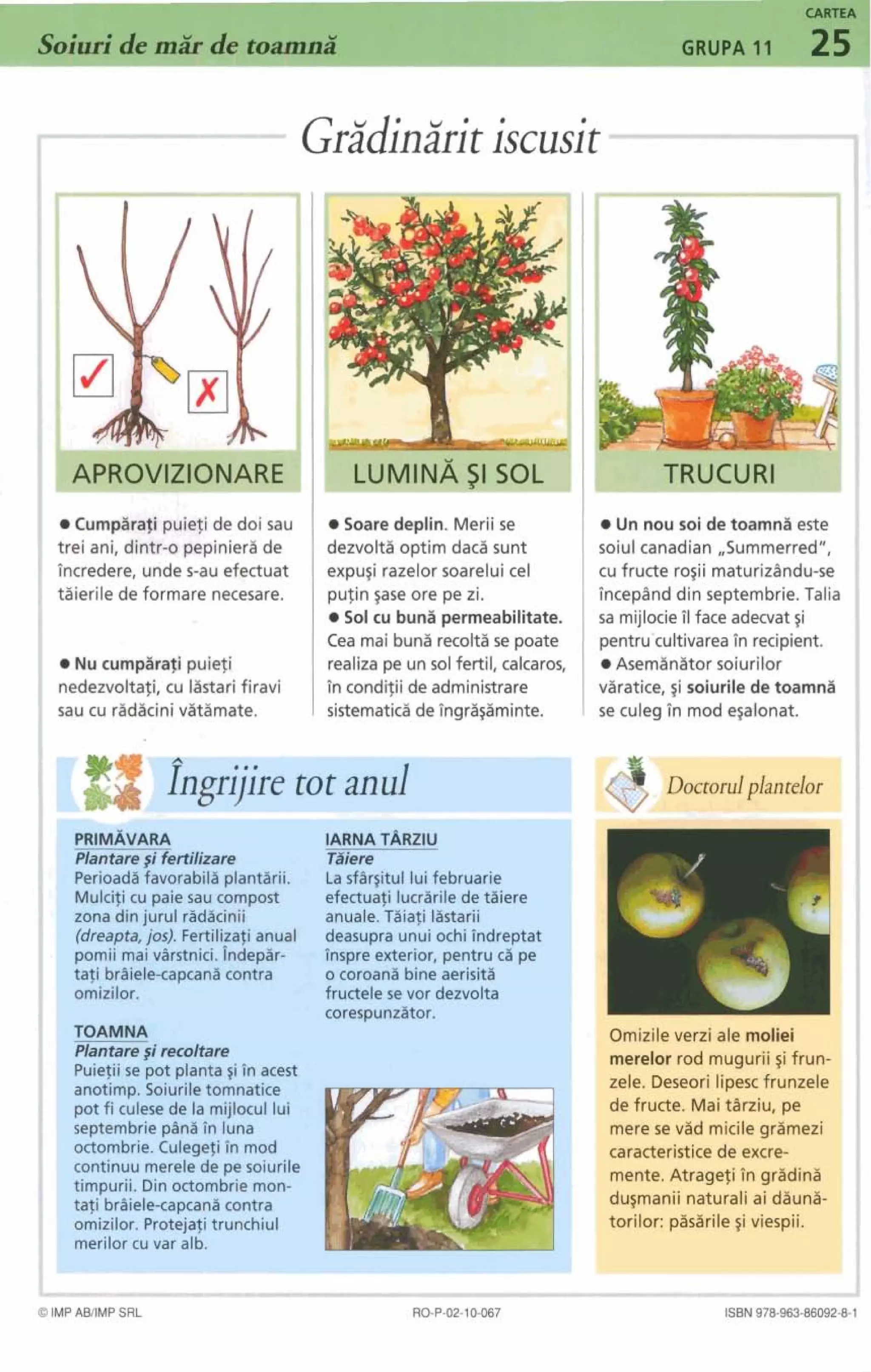 CARTE
GRUPA 11 25
IGridinliritiscusit
Cump?+k@i putqide doi sau
trei ani, dintr-o pepiniers de
tncredere, unde cau efectuat
tiierile de formare necesare.
Nu cumpiirati puiefi
nedezvoltafi, cu lastari firavi
sau cu radacini vatamate.
Soaredeplin. Merii w
dezvolti optim daca w n t
expugi razelor soarelui cel
putin gase ore pe zi.
So1cu bun3 permeabilitate.
Cea mai buna recoltise poate
realiza pe un sol fertil, calcaros,
in condilii de administrare
sistematicii de ingrigaminte.
Un nou sol de toarnnii este
soiul canadian ,,Summerred",
cu fruae rogii maturizlndu-se
inceplnd din septembrie. Talia
sa mijlocieilface adecvat gi
pentrutultivarea in recipient.
AseminZitor soiurilor
varatice, gi soiurile de toamna
se culeg in mod egalonat.
#Ifngr;iire tot anul
P -- I
P~~IM&IARA UARNATARZIU
Piantaregi fertilizare miere
Perioada favorabila plantarii. Lasfar~itullui februarie
Mulcifi cu paiesaucompost efectuafi lucrarilede taiere
zona din jurul radlcinii anuale.Tiiati listarii
(dreapta,jos). Fertilizafianual deasupra unui ochi indreptat
pomii maivtarstnici,tndepiir- Tnspre exterior, pentru c i pe
tali braiele-capcatGcontra o coroanti bine aerisita
omizilor. fructele se vor dezvolta
corespunzitor.
TOAMNA
Plantare $irecoltare
Puietiise pot planta~iTn acest
anotimp. Soiuriletomnatice
pot fi culese de la mijlocul lui
septembrie p h i in luna
octombrie. Culegefiin mod
continuu merelede pe soiurile
timpurii. Dinoctombriemon-
tali brtaiele-capcanicontra
omizilor. Protejafi trunchiul
merilorcu var alb.
I - -
Omizile verzi ale rnoliei
rnerelor rod mugurii 2i frun-
zele. Deseori lipesc frunzele
de fructe. Mai tsrziu, pe
mere se vad micile gramezi
caracteristicede excre-
mente. Atrageti in gradina
du~maniinaturali ai dauna-
torilor: pasarileSi viespii.
0 IMP ABIIMP SRL ISBN 978-963-86092-8-1
 