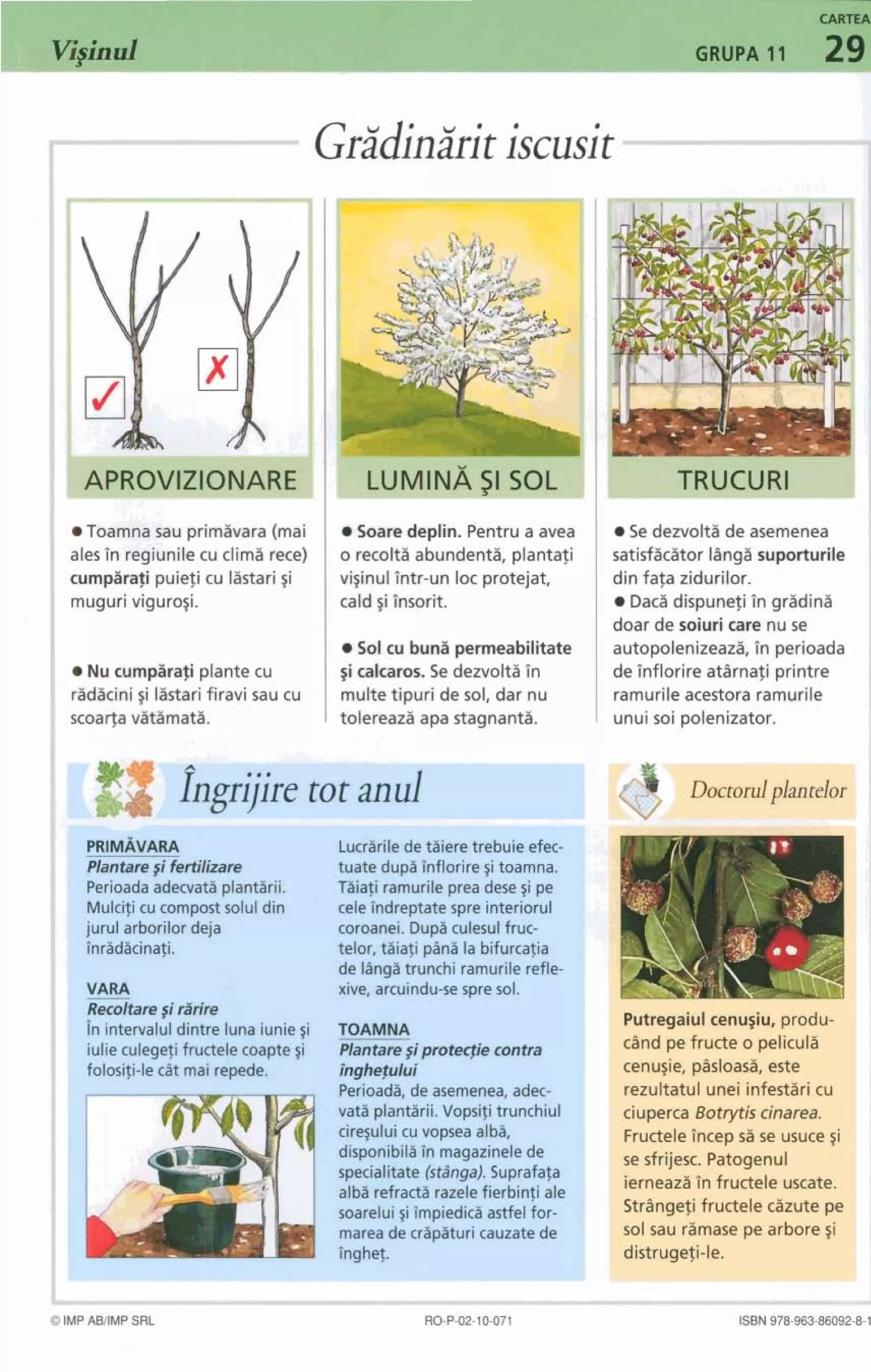 Toamna sau prirnavara (rnai
ales lin regiunilecu clirna rece)
curnfirafi puiefi cu lastarigi
mugurivigurogi.
NucumpHrafi plante cu
radacini~ilastarifiravi sau cu
xoaqa vatamat&
Soare deptin. Pentrua avea
o recolta abundenta, plantafi
virinul Tntr-un loc protejat,
cald ~iInsorit.
Sol w bun3 permeabilitate
$icalcaros. Se dezvolta in
multe tipuri de sol, dar nu
tolereaza apa stagnant&
Se dezvolta de asemenea
satisfacator ling2 suporturile
din fafa zidurilor.
Daca dispunefi in gradina
doar de soiuri care nu se
autopolenizeazS,Tn perioada
de inflorire atArnafi printre
rarnurile acestora ramurile
unui soi polenizator.
Uoctorulplan telor
-7--
Lucrarilede taieretrebuieefec-
tuate dupe Onflorire~itoamna.
Perioadaadecvataplantarii. Taiafi ramurileprea dese~ipe
telor, taiafi pane la bifurcatia
de lAngitrunchi ramurilerefle- '
xive, arcuindu-sespre sol.
Perioada,de asemenea, adec-
vata plansrii.Vopsiti trunchiul
cire~uluicuvopsea alba,
disponibile On magazinelede
specialitate (stanga).Suprafala
alba refracta razelefierbinfi ale I
soarelui ~iimpiedicaastfelfor-
mareade cripaturicauzatede
@BN97M53moW-8-1
Putregaiul cenugiu, produ-
cBnd pe fruae o pelicula
cenugie, pBsloas5, este
rezultatul unei infestari cu
ciuperca Botrytiscinarea.
FructeleTncep sa se usuce $i
se sfrijesc. Patogenul
ierneazain fructele uscate.
StrBngefi fructele cazute pe
sol sau rimase pe arbore~i
distrugeti-le.
 