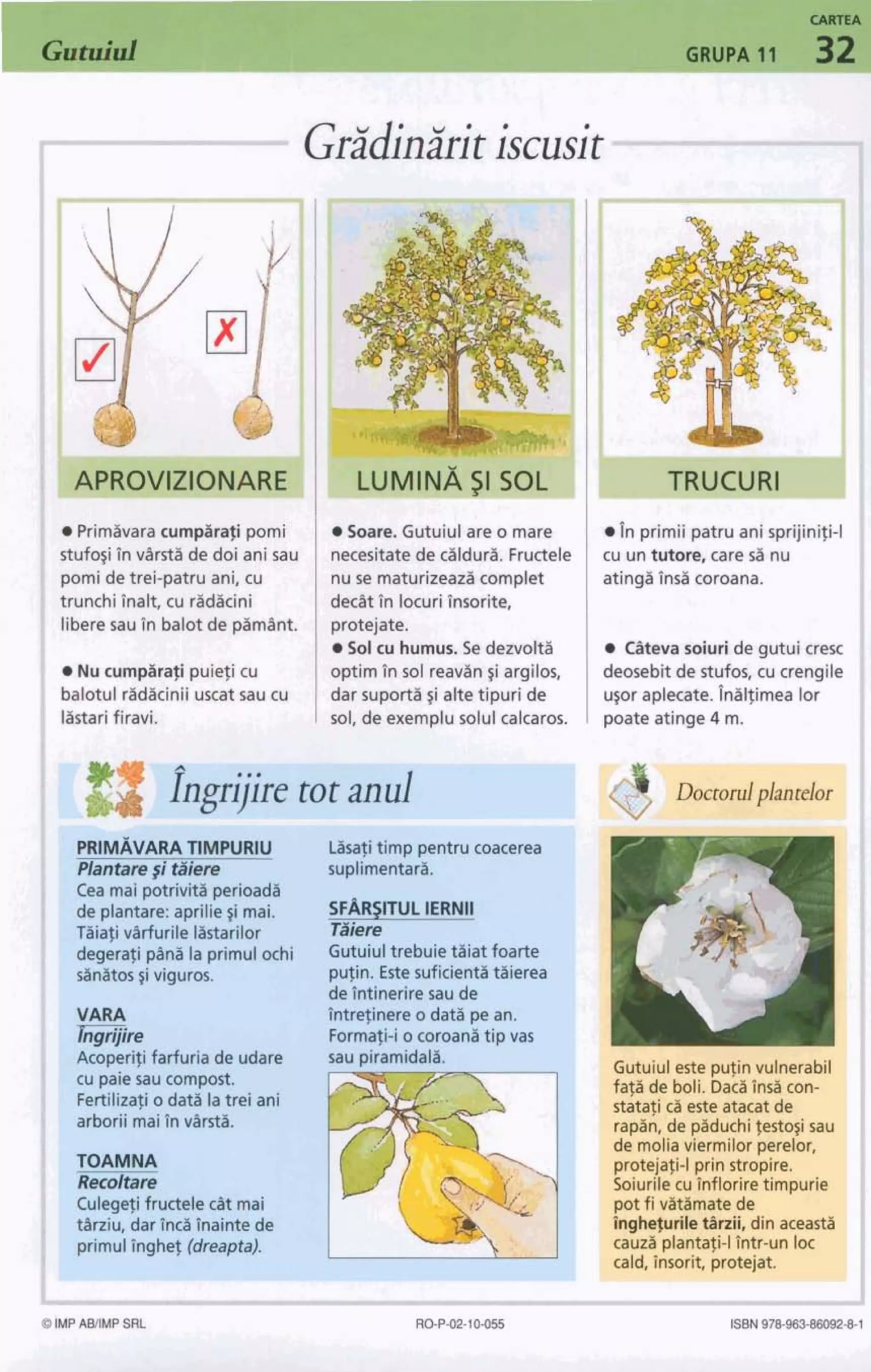 Gridinkitiscusit
1
Etufcqih v&rstgde do1anis-au
pamidetrei-patru ani, cu
trunchiTmlt, cu r i W n i
liberemuIn balotde@manta
Nucurnp&r@ puiefi cu
balotul rlminii uscgt sau cu
Iastarifiravi.
tmceshatede calduri. Fructele
nuse matwizead complet
dxPt tn Imriisorite,
protejate.
8 So1cu humus. Se detvolta
optimfn sol reavan$iargilos,
dar suporti3$i altetipuri de
sol, deexemplusolulalcaros.
Gsatitimp pentrucoacetra
suplimentarl.
i Ciutuiultrebuieaiat foarte
pujin. EstesuficientZitgierea
deintineriresau de
intreinere o dati pe an.
Formqi-io coroanltip vas
cuun-re, care a nu
atingaTnd coroana.
Cgtevasoiuride gutui cresc
deosebitde stufos,cucrengiie
usor aplecate. lnllfimea lor
poateatinge4 m.
Gutuiuleste putinvulnerabil
faji de boli. Daciinsa con-
stataji c i esteatacat de
rapin, de piduchijesto~isau
de moliaviermilor perelor,
protejaji-lprin stropire.
Soiurilecuinfloriretimpurie
potfi vltiimatede
inghejuriletbrzii, din aceasti
cauzi plantaji-lintr-un loc
cald, insorit, protejat.
6IMPAMMP SRL RO-Pa-10065 ISBN97&Q63+&WSl
 