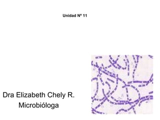 Dra Elizabeth Chely R.
Microbióloga
Unidad Nº 11
 
