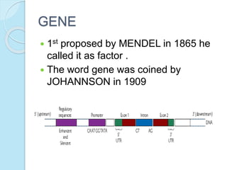 GENE
 1st proposed by MENDEL in 1865 he
called it as factor .
 The word gene was coined by
JOHANNSON in 1909
 