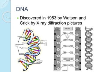 DNA
 Discovered in 1953 by Watson and
Crick by X ray diffraction pictures
 