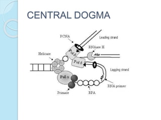 CENTRAL DOGMA
 