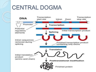CENTRAL DOGMA
 