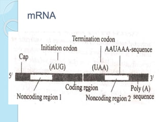 mRNA
 