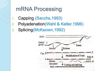 mRNA Processing
1. Capping (Sacchs,1993)
2. Polyadenation(Wahl & Keller,1996)
3. Splicing(McKeown,1992)
 