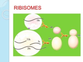 RIBISOMES
 