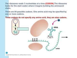 The ribosome reads 3 nucleotides at a time (CODON).The ribosome
looks for the start codon where it begins building the aminoacid
chain.
There are 64 possible codons. One amino acid may be specified by
one or more codons.
Three codons do not specify any amino acid, they are stop codons.
 