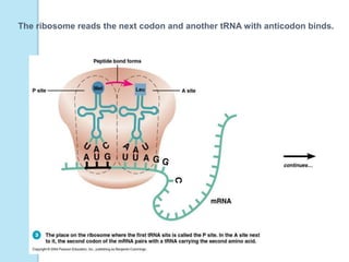 The ribosome reads the next codon and another tRNA with anticodon binds.
 