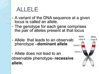 ALLELE
 A variant of the DNA sequence at a given
locus is called an allele.
 The genotype for each gene comprises
the pair of alleles present at that locus
 Allele that leads to an observable
phenotype –dominant allele
 Allele does not lead to an
observable phenotype- recessive
allele.
 