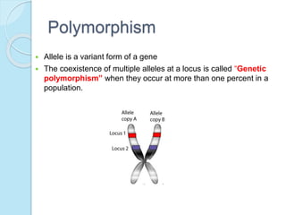 Polymorphism
 Allele is a variant form of a gene
 The coexistence of multiple alleles at a locus is called “Genetic
polymorphism” when they occur at more than one percent in a
population.
 