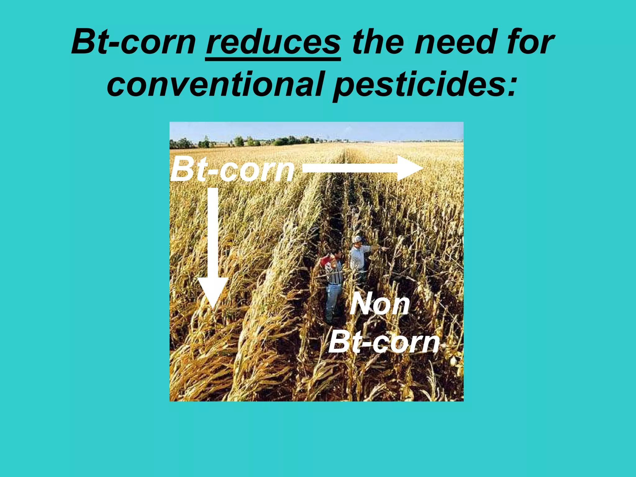 BtBt--corncorn
NonNon
BtBt--corncorn
NonNon
BtBt--corncorn
Bt-corn reduces the need for
conventional pesticides:
 