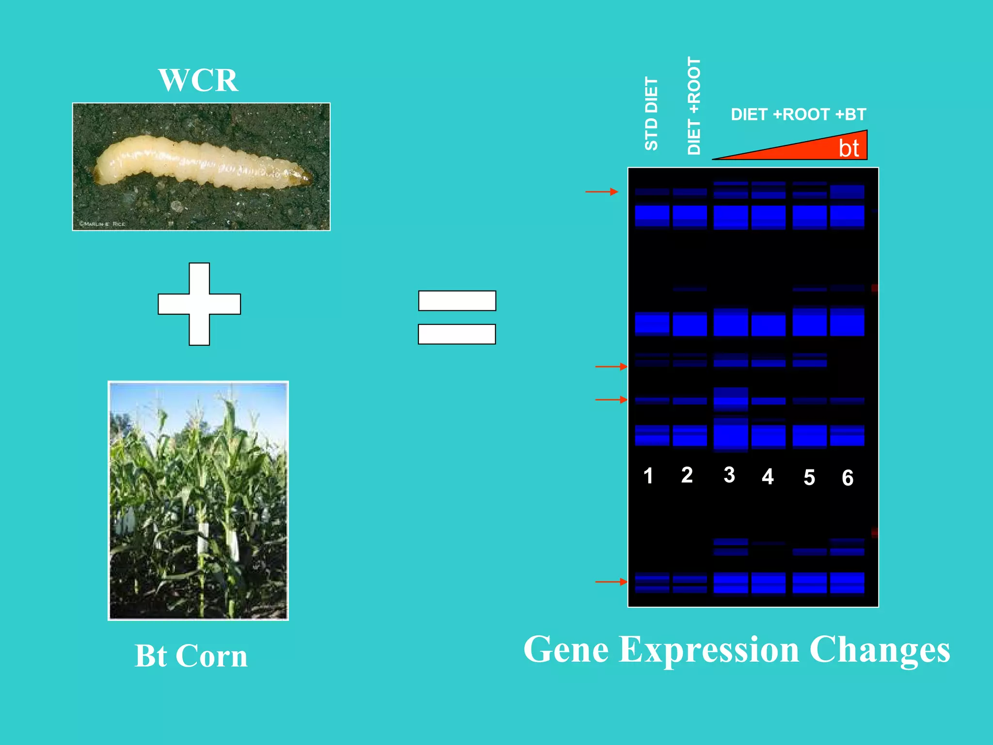 Bt CornBt Corn
WCRWCR
Gene Expression ChangesGene Expression Changes
DIET +ROOT +BTDIET +ROOT +BT
STDDIETSTDDIET
1 3 4 5 62
bt
DIET+ROOTDIET+ROOT
 