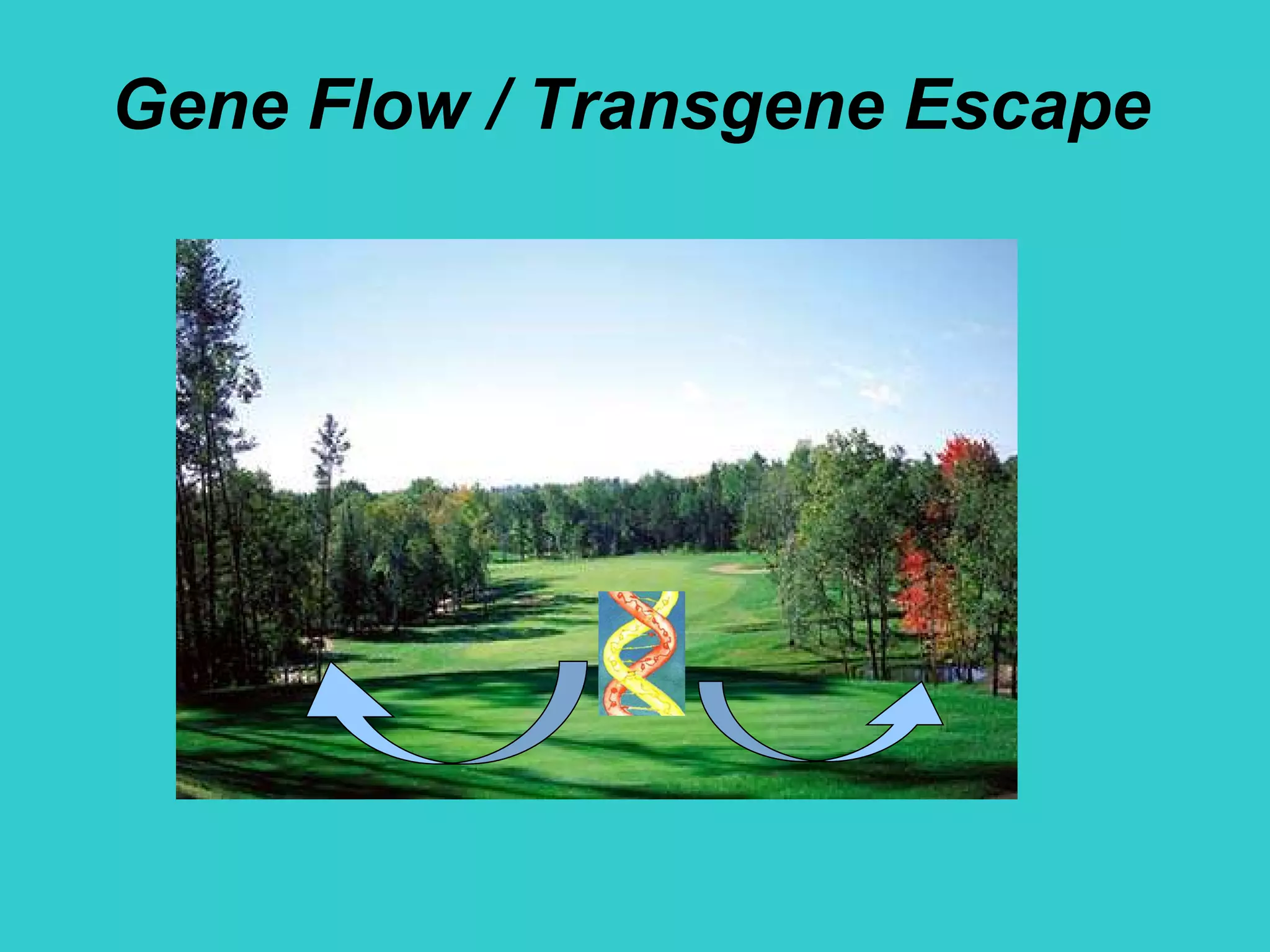Gene Flow / Transgene Escape
 
