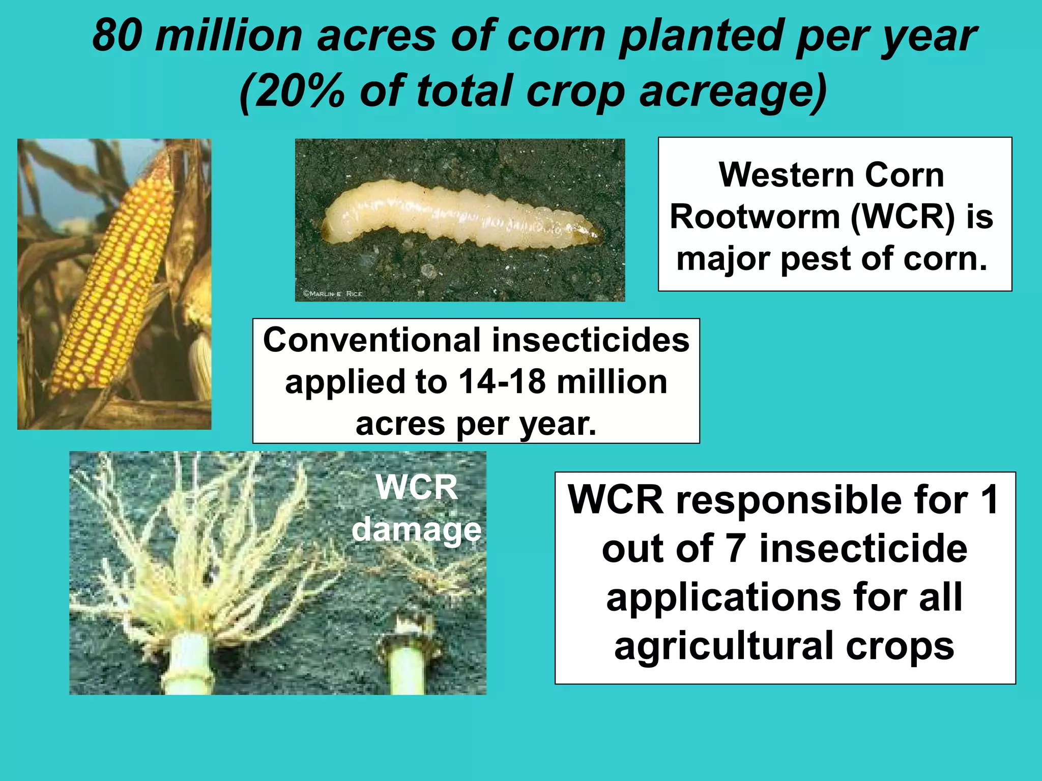 80 million acres of corn planted per year
(20% of total crop acreage)
Western Corn
Rootworm (WCR) is
major pest of corn.
Conventional insecticides
applied to 14-18 million
acres per year.
WCR responsible for 1
out of 7 insecticide
applications for all
agricultural crops
WCRWCR
damagedamage
 