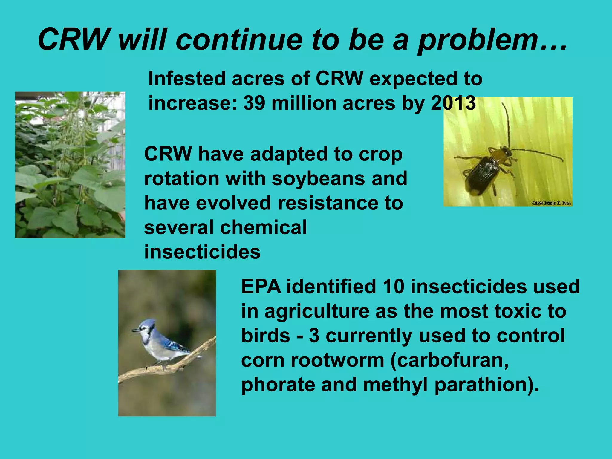 CRW will continue to be a problem…
Infested acres of CRW expected to
increase: 39 million acres by 2013
EPA identified 10 insecticides used
in agriculture as the most toxic to
birds - 3 currently used to control
corn rootworm (carbofuran,
phorate and methyl parathion).
CRW have adapted to crop
rotation with soybeans and
have evolved resistance to
several chemical
insecticides
 