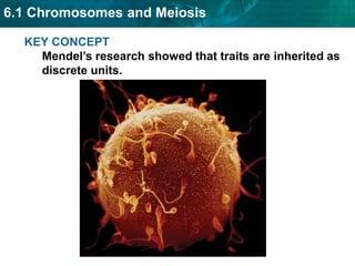 6.1 Chromosomes and Meiosis
KEY CONCEPT
Mendel’s research showed that traits are inherited as
discrete units.
 