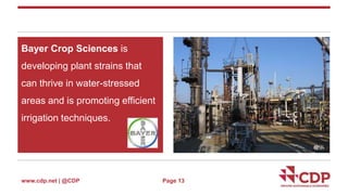 Bayer Crop Sciences is 
developing plant strains that 
can thrive in water-stressed 
areas and is promoting efficient 
irrigation techniques. 
www.cdp.net | @CDP 
Page 13 
 