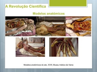 A Revolução Científica
Modelos anatómicos
Modelos anatómicos do séc. XVIII, Museu médico de Viena
 
