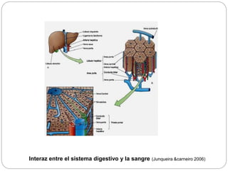 Interaz entre el sistema digestivo y la sangre (Junqueira &carneiro 2006)
 