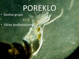 POREKLO
• Sesilne grupe

• Slične bodljokošcima
 