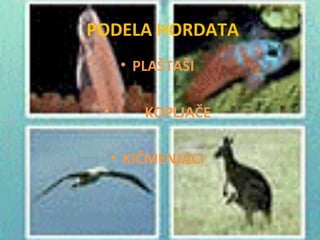 PODELA HORDATA
      • PLAŠTAŠI

 •       KOPLJAČE

     • KIČMENJACI
 