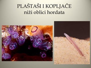 PLAŠTAŠI I KOPLJAČE
  niži oblici hordata
 