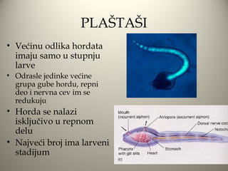 PLAŠTAŠI
• Većinu odlika hordata
  imaju samo u stupnju
  larve
• Odrasle jedinke većine
  grupa gube hordu, repni
  deo i nervna cev im se
  redukuju
• Horda se nalazi
  isključivo u repnom
  delu
• Najveći broj ima larveni
  stadijum
 
