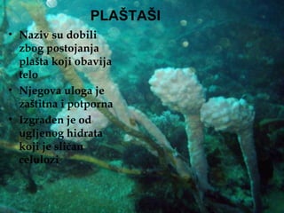 PLAŠTAŠI
• Naziv su dobili
  zbog postojanja
  plašta koji obavija
  telo
• Njegova uloga je
  zaštitna i potporna
• Izgrađen je od
  ugljenog hidrata
  koji je sličan
  celulozi
 