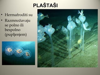 PLAŠTAŠI
• Hermafroditi su
• Razmnožavaju
  se polno ili
  bespolno
  (pupljenjem)
 