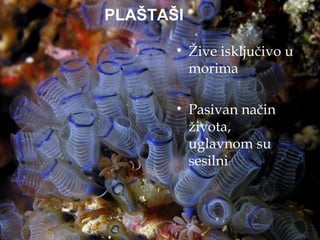 PLAŠTAŠI

       • Žive isključivo u
         morima

       • Pasivan način
         života,
         uglavnom su
         sesilni
 