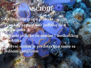 ASCIDIJE
• Najbrojnija grupa plaštaša
• Žive kao samostalne jedinke ili u
  kolonijama
• Odrasle jedinke su sesilne i meškolikog
  su oblika
• Nervni sistem je predstavljen samo sa
  jednom ganglijom
 