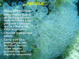 ASCIDIJE
• Hrane se filtraciono
• Sitne čestice dolaze
  do škržnog ždrela,
  voda se filtrira kroz
  pregrade i izbacuje
  spolja a hrana ide
  dalje kroz crevo
• Otvoren transportni
  sistem
• Larva u obliku
  punoglavca, ima
  moždani mehur,
  čulne organe
  (primitivne oči i
  organ za ravnotežu)
 