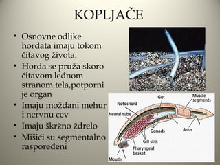 KOPLJAČE
• Osnovne odlike
  hordata imaju tokom
  čitavog života:
• Horda se pruža skoro
  čitavom leđnom
  stranom tela,potporni
  je organ
• Imaju moždani mehur
  i nervnu cev
• Imaju škržno ždrelo
• Mišići su segmentalno
  raspoređeni
 