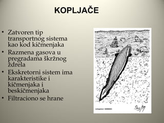KOPLJAČE

• Zatvoren tip
  transportnog sistema
  kao kod kičmenjaka
• Razmena gasova u
  pregradama škržnog
  ždrela
• Ekskretorni sistem ima
  karakteristike i
  kičmenjaka i
  beskičmenjaka
• Filtraciono se hrane
 