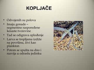 KOPLJAČE

• Odvojenih su polova
• Imaju gonade –
  segmentno raspoređene
  kesaste tvorevine
• Tad se odigrava oplođenje
• Larva se trepljama izdiže
  na površinu, živi kao
  plankton
• Potom se spušta na dno i
  razvija u odraslu jedinku
 