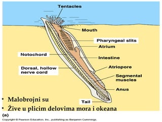 • Маlobrojni su
• Žive u plicim delovima mora i okeana
 