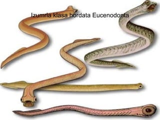Izumrla klasa hordata Eucenodonta
 