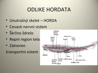 ODLIKE HORDATA
• Unutrašnji skelet – HORDA
• Cevasti nervni sistem
• Škržno ždrelo
• Repni region tela
• Zatvoren
transportni sistem
 