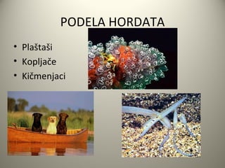 PODELA HORDATA
• Plaštaši
• Kopljače
• Kičmenjaci
 