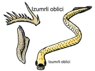 Izumrli oblici




       Izumrli oblici
 